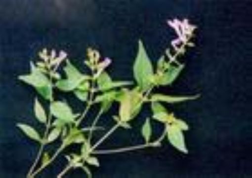 Melampyrum Roseum Extract